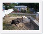 BigBeam with Amy and Swan * 1152 x 864 * (326KB)